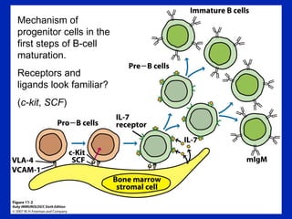 Mechanism of progenitor cells in the first steps of B-cell maturation. Receptors and ligands look familiar? ( c-kit ,  SCF ) 