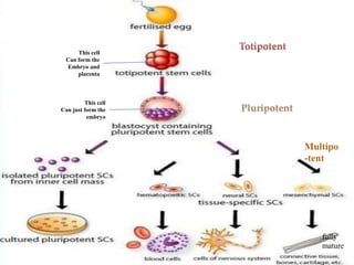 This cell
Can form the
Embryo and
placenta
This cell
Can just form the
embryo
Multipo
-tent
fully
mature
 