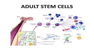 Stem cell technology in reproduction | PPTX