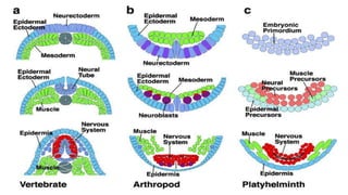 Stem cell technology regenarative medicine