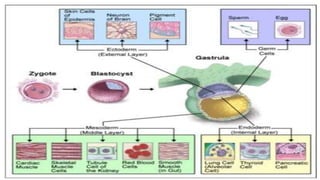Stem cell technology regenarative medicine