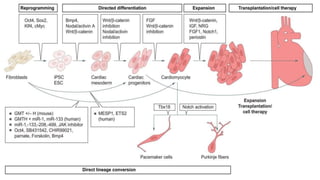 Stem cell technology regenarative medicine