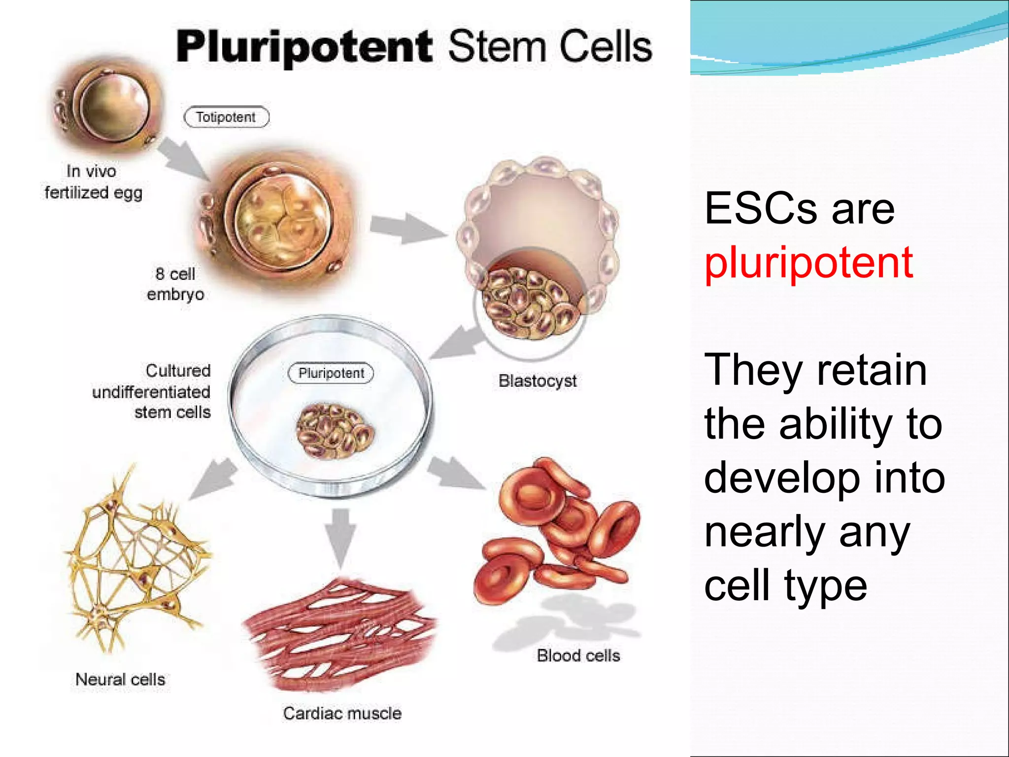 ESCs are  pluripotent They retain the ability to  develop into nearly any  cell type 