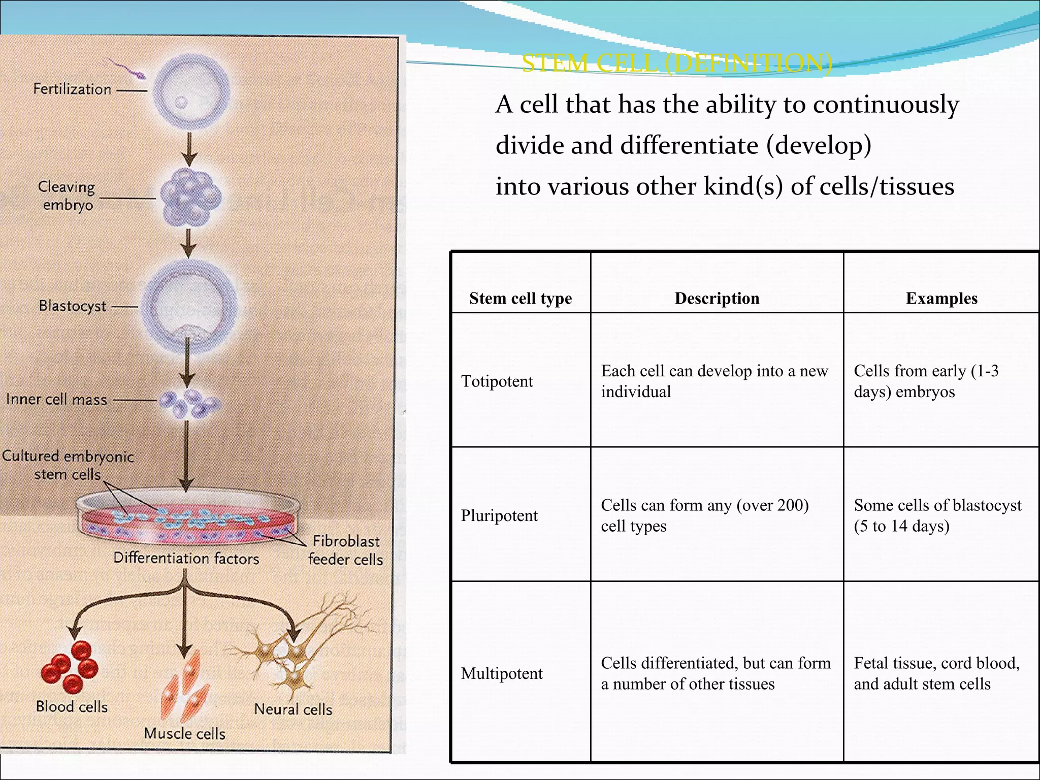 STEM CELL (DEFINITION) A cell that has the ability to continuously  divide and differentiate (develop)  into various other kind(s) of cells/tissues  Stem cell type Description Examples Totipotent Each cell can develop into a new individual Cells from early (1-3 days) embryos Pluripotent Cells can form any (over 200) cell types Some cells of blastocyst (5 to 14 days) Multipotent Cells differentiated, but can form a number of other tissues Fetal tissue, cord blood, and adult stem cells 