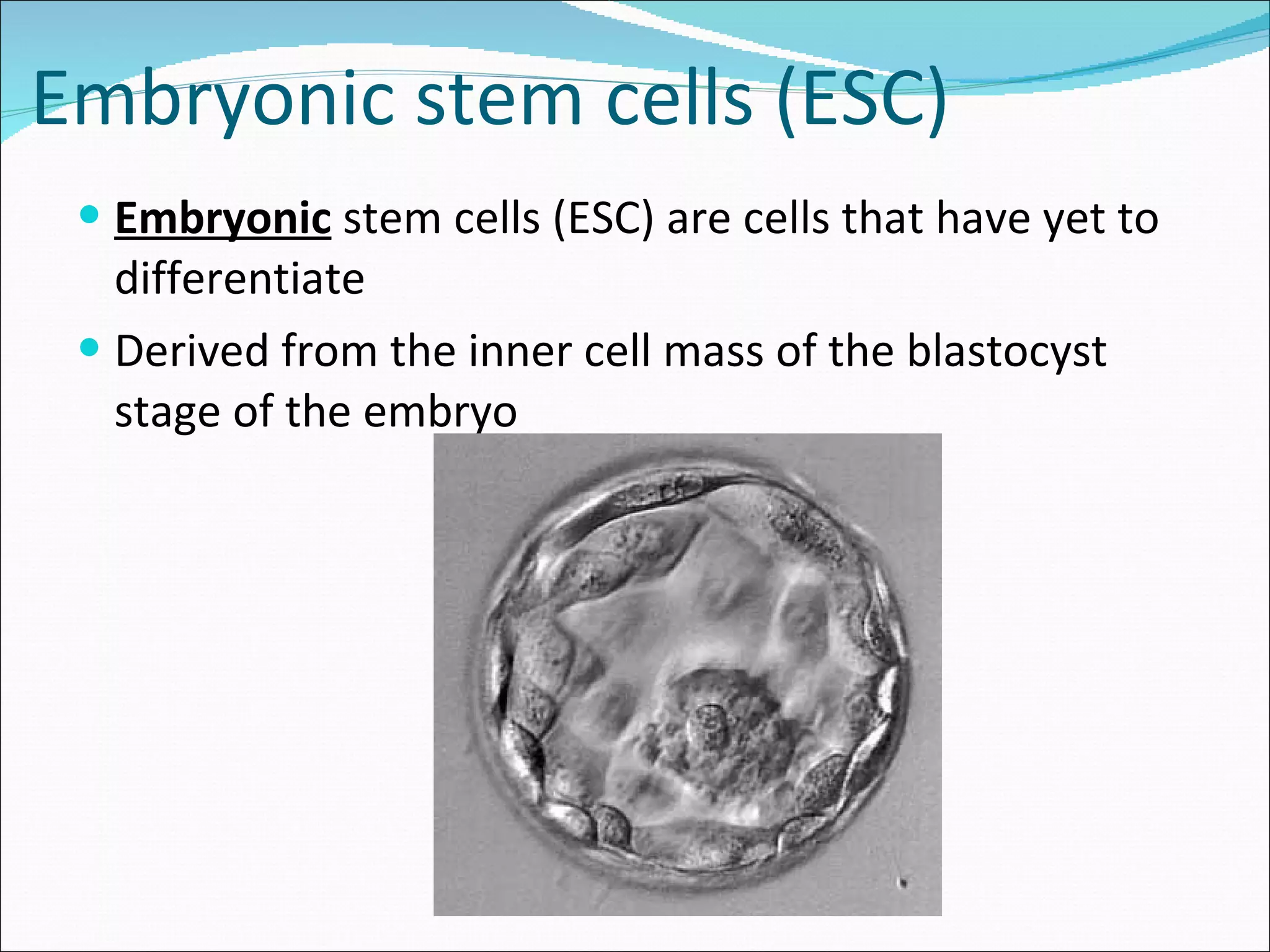 Embryonic stem cells (ESC) Embryonic  stem cells (ESC) are cells that have yet to differentiate Derived from the inner cell mass of the blastocyst stage of the embryo 