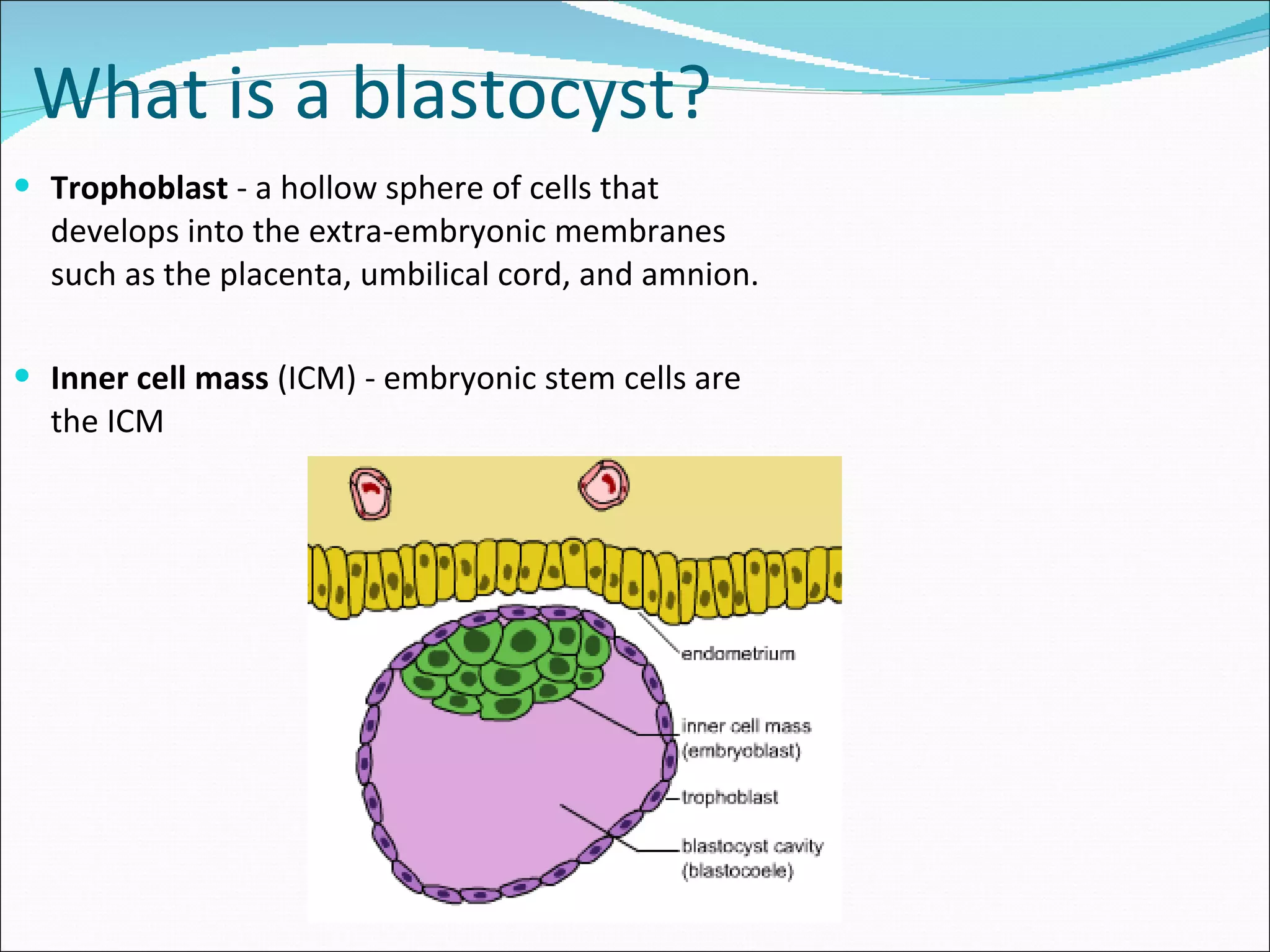 What is a blastocyst? Trophoblast  - a hollow sphere of cells that develops into the extra-embryonic membranes such as the placenta, umbilical cord, and amnion. Inner cell mass  (ICM) - embryonic stem cells are the ICM 