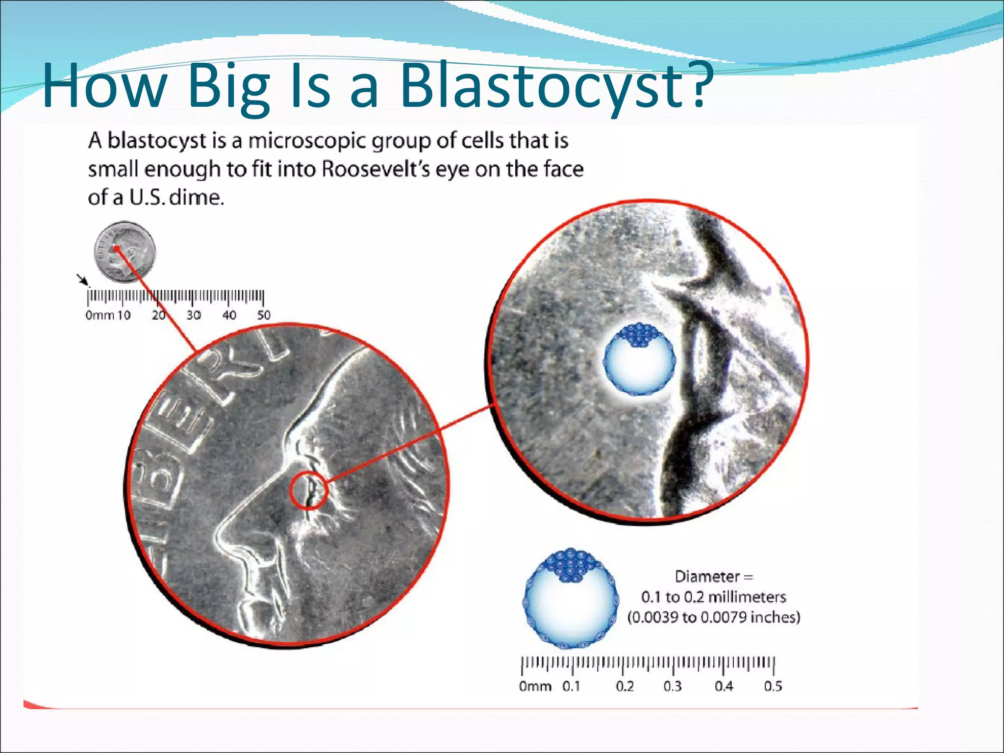 How Big Is a Blastocyst? 