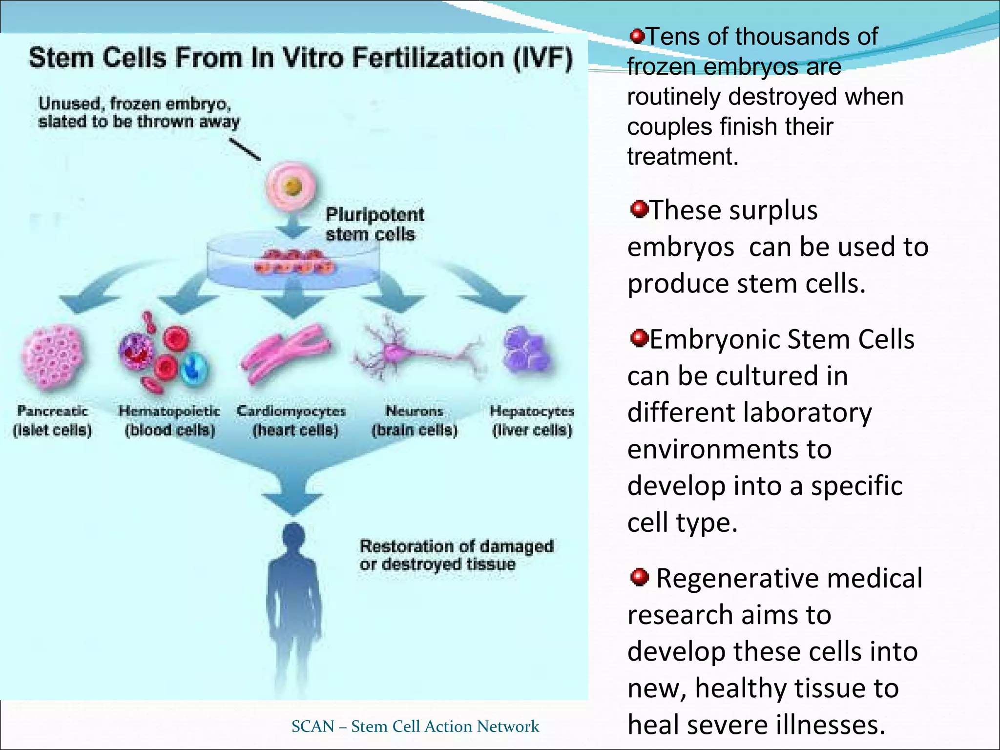 SCAN – Stem Cell Action Network Tens of thousands of frozen embryos are routinely destroyed when couples finish their treatment. These surplus embryos  can be used to produce stem cells. Embryonic Stem Cells can be cultured in different laboratory environments to develop into a specific cell type. Regenerative medical research aims to develop these cells into new, healthy tissue to heal severe illnesses. 