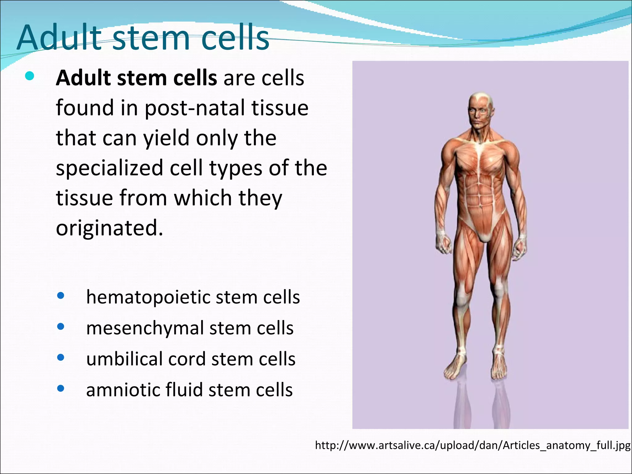 Adult stem cells Adult stem cells  are cells found in post-natal tissue that can yield only the specialized cell types of the tissue from which they originated. hematopoietic stem cells  mesenchymal stem cells  umbilical cord stem cells  amniotic fluid stem cells http://www.artsalive.ca/upload/dan/Articles_anatomy_full.jpg 