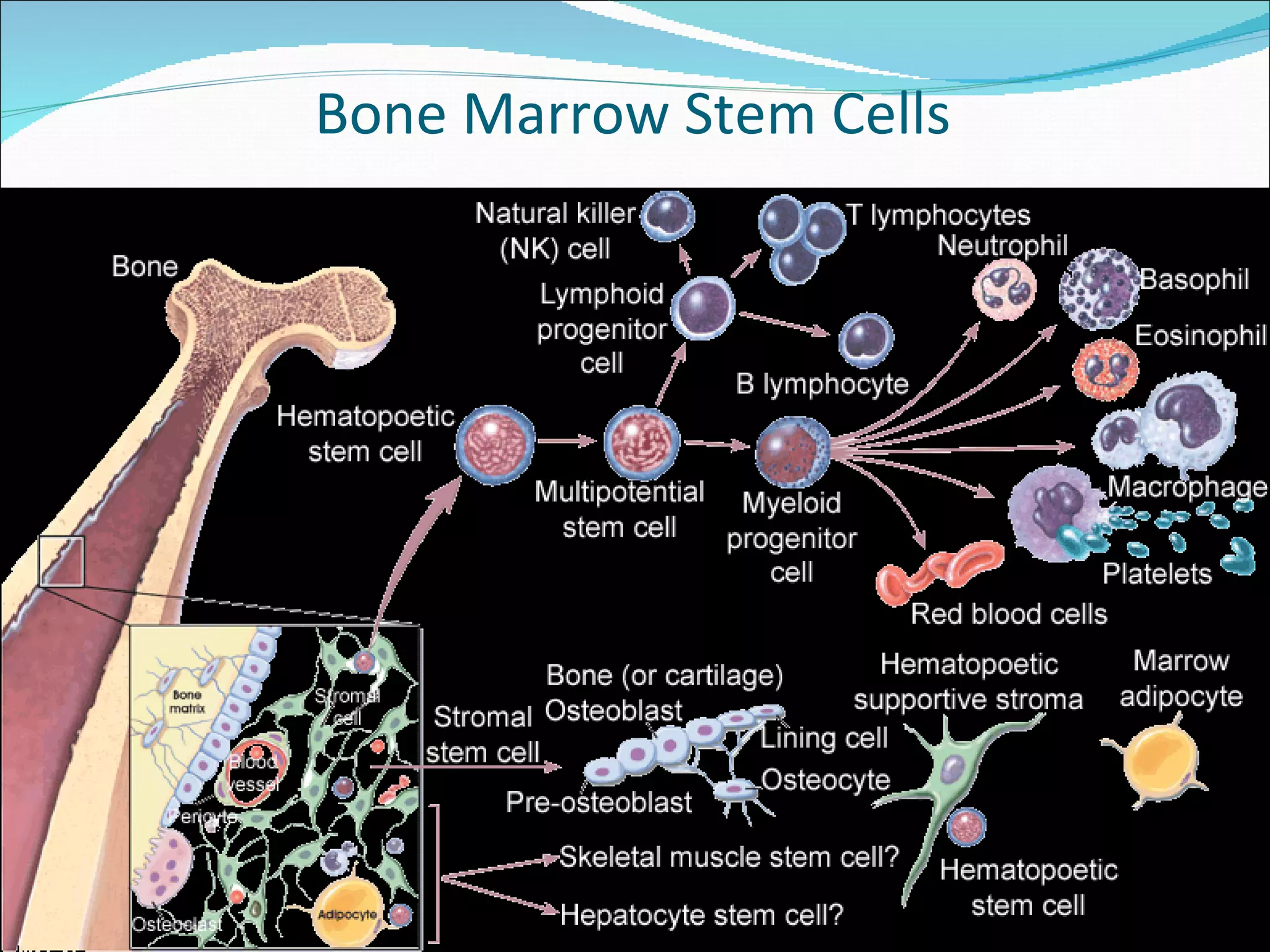 Bone Marrow Stem Cells 
