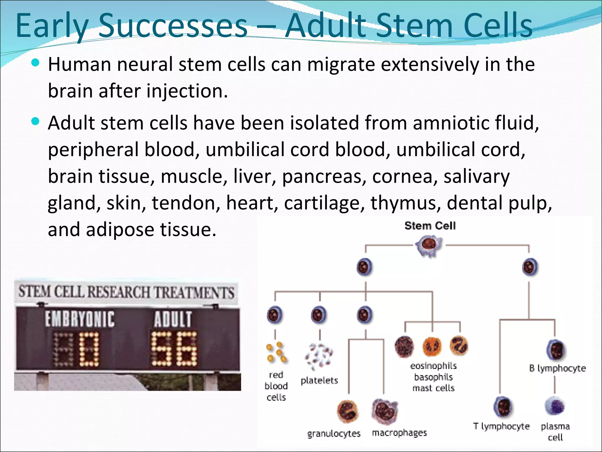 Early Successes – Adult Stem Cells Human neural stem cells can migrate extensively in the brain after injection.  Adult stem cells have been isolated from amniotic fluid, peripheral blood, umbilical cord blood, umbilical cord, brain tissue, muscle, liver, pancreas, cornea, salivary gland, skin, tendon, heart, cartilage, thymus, dental pulp, and adipose tissue. 