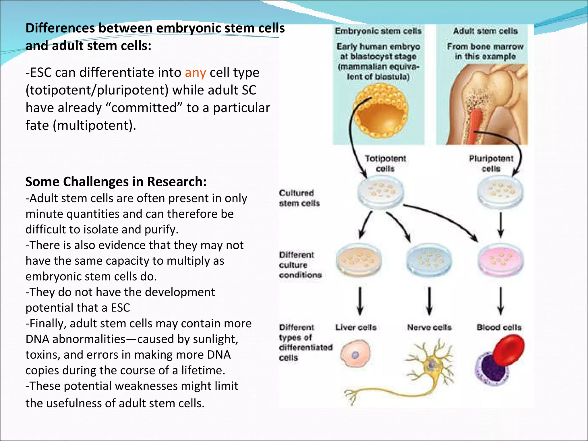 Differences between embryonic stem cells and adult stem cells: -ESC can differentiate into  any  cell type (totipotent/pluripotent) while adult SC have already “committed” to a particular fate (multipotent). Some Challenges in Research: -Adult stem cells are often present in only minute quantities and can therefore be difficult to isolate and purify.  -There is also evidence that they may not have the same capacity to multiply as embryonic stem cells do.  -They do not have the development potential that a ESC -Finally, adult stem cells may contain more DNA abnormalities—caused by sunlight, toxins, and errors in making more DNA copies during the course of a lifetime.  -These potential weaknesses might limit the usefulness of adult stem cells.   