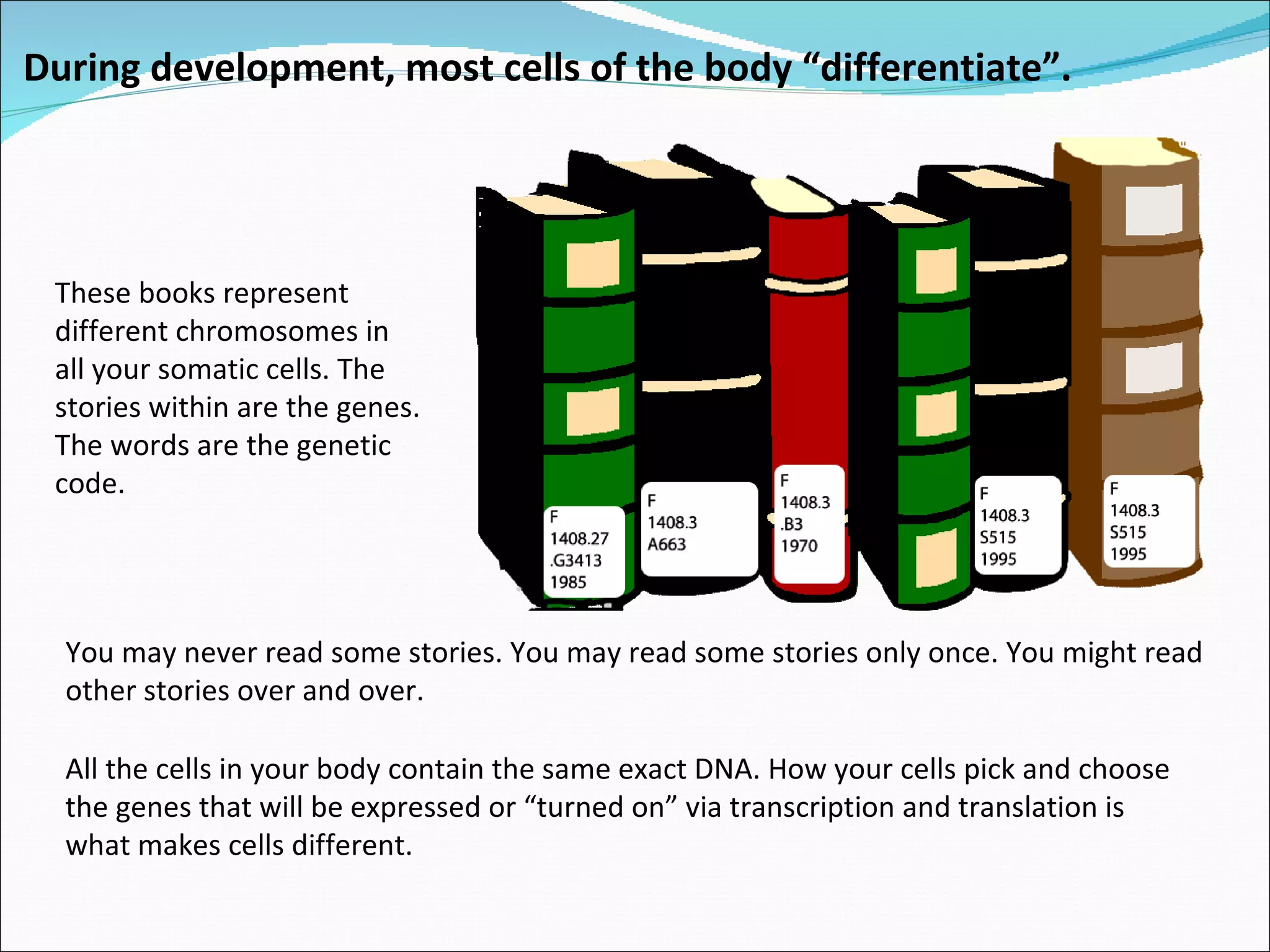 You may never read some stories. You may read some stories only once. You might read other stories over and over.  All the cells in your body contain the same exact DNA. How your cells pick and choose the genes that will be expressed or “turned on” via transcription and translation is what makes cells different. These books represent different chromosomes in all your somatic cells. The stories within are the genes. The words are the genetic code.  During development, most cells of the body “differentiate”. 