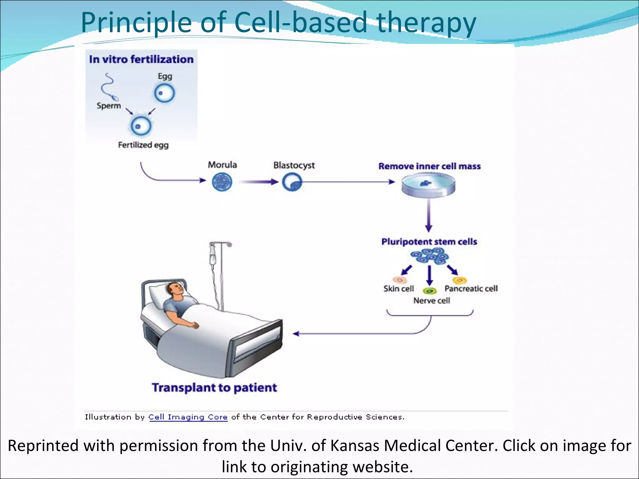 Principle of Cell-based therapy Reprinted with permission from the Univ. of Kansas Medical Center. Click on image for link to originating website.  
