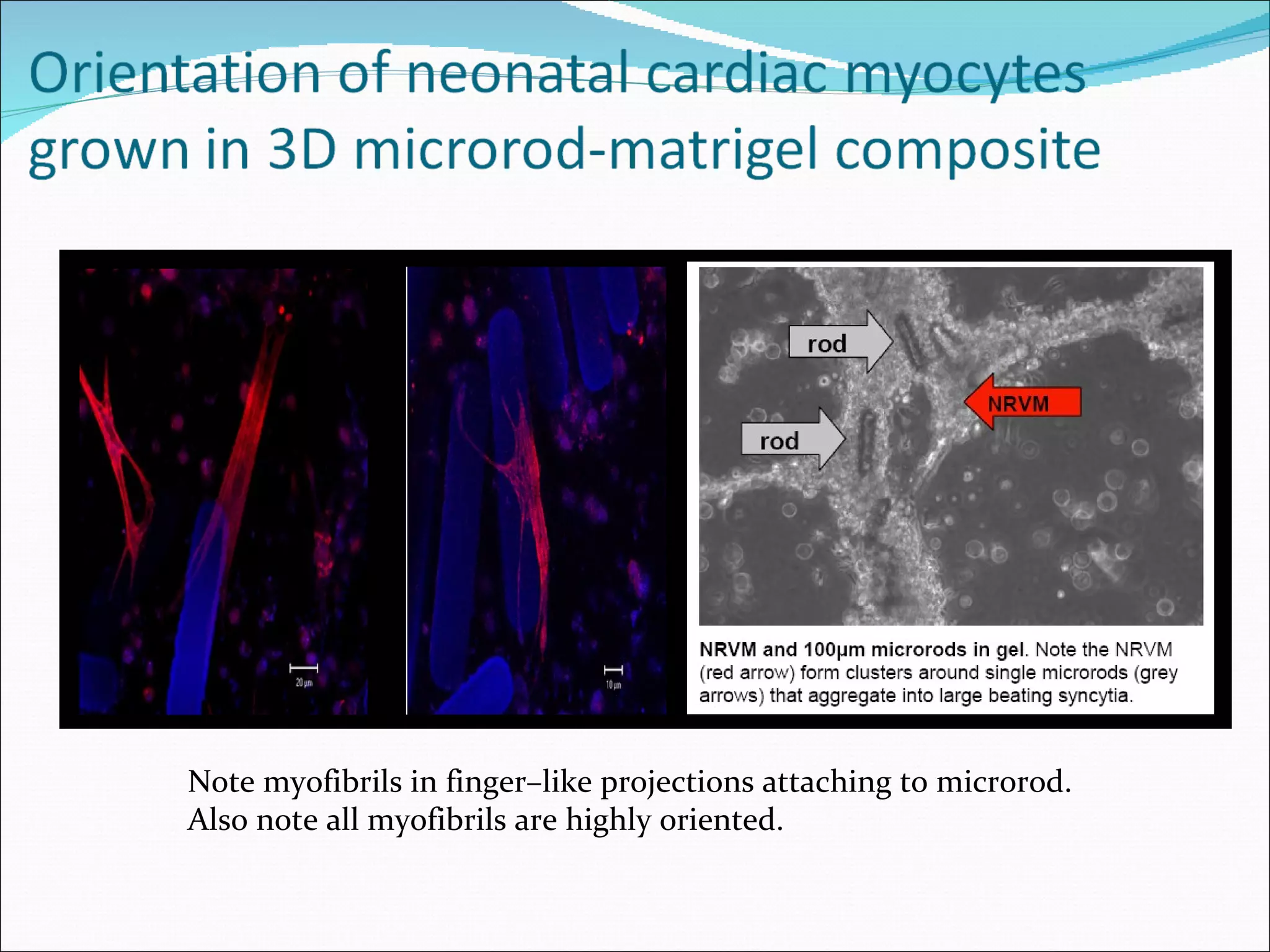 Note myofibrils in finger–like projections attaching to microrod. Also note all myofibrils are highly oriented.  