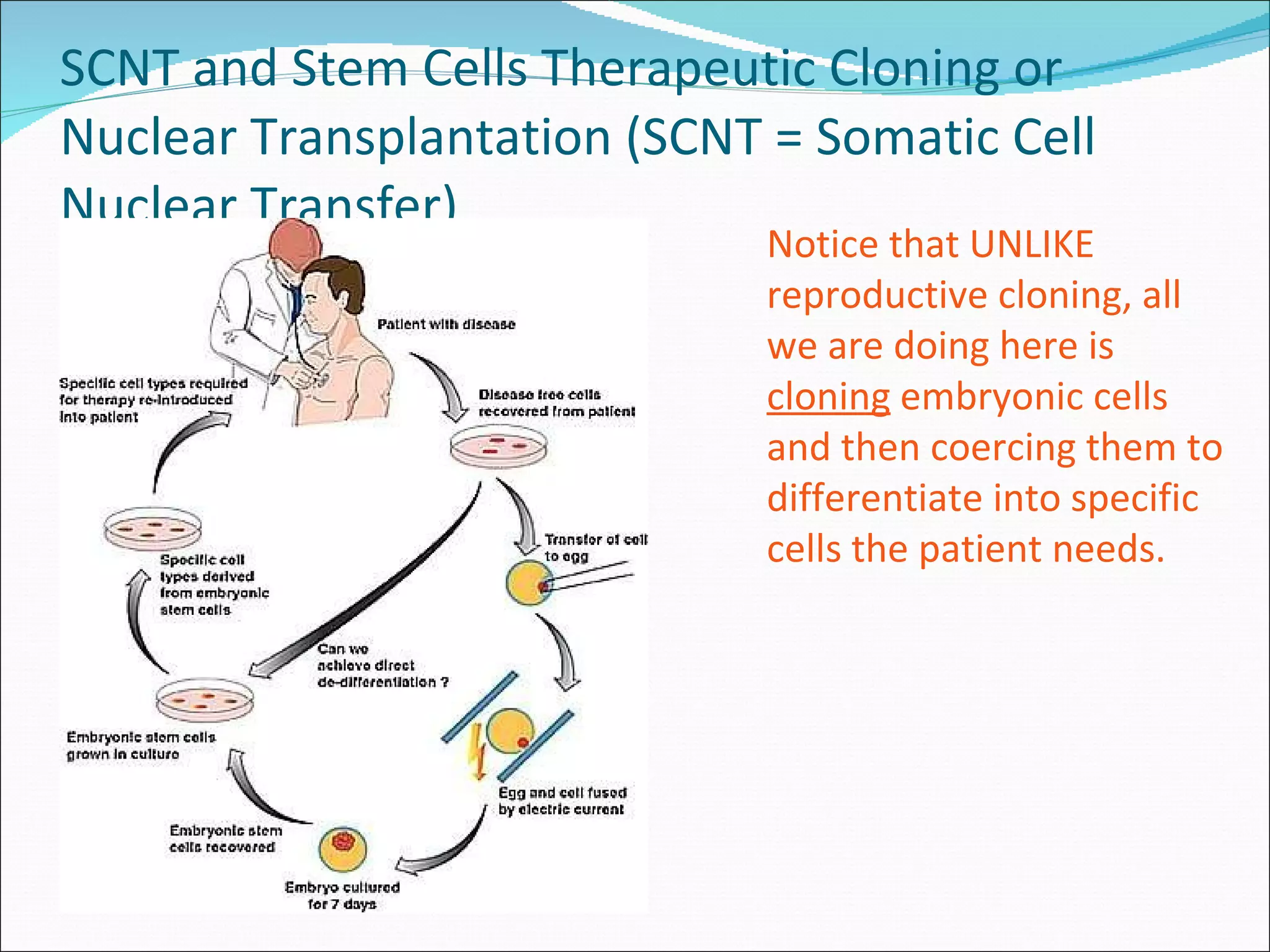 SCNT and Stem Cells Therapeutic Cloning or Nuclear Transplantation (SCNT = Somatic Cell Nuclear Transfer) Notice that UNLIKE reproductive cloning, all we are doing here is  cloning  embryonic cells and then coercing them to differentiate into specific cells the patient needs. 