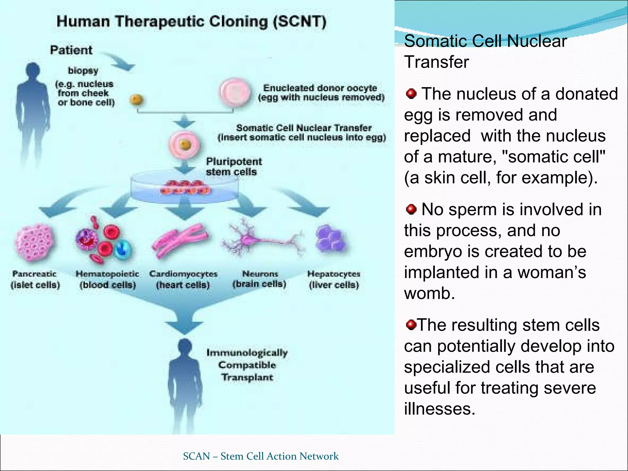 SCAN – Stem Cell Action Network Somatic Cell Nuclear Transfer The nucleus of a donated egg is removed and replaced  with the nucleus of a mature, "somatic cell" (a skin cell, for example).  No sperm is involved in this process, and no embryo is created to be implanted in a woman’s womb. The resulting stem cells can potentially develop into specialized cells that are useful for treating severe illnesses. 