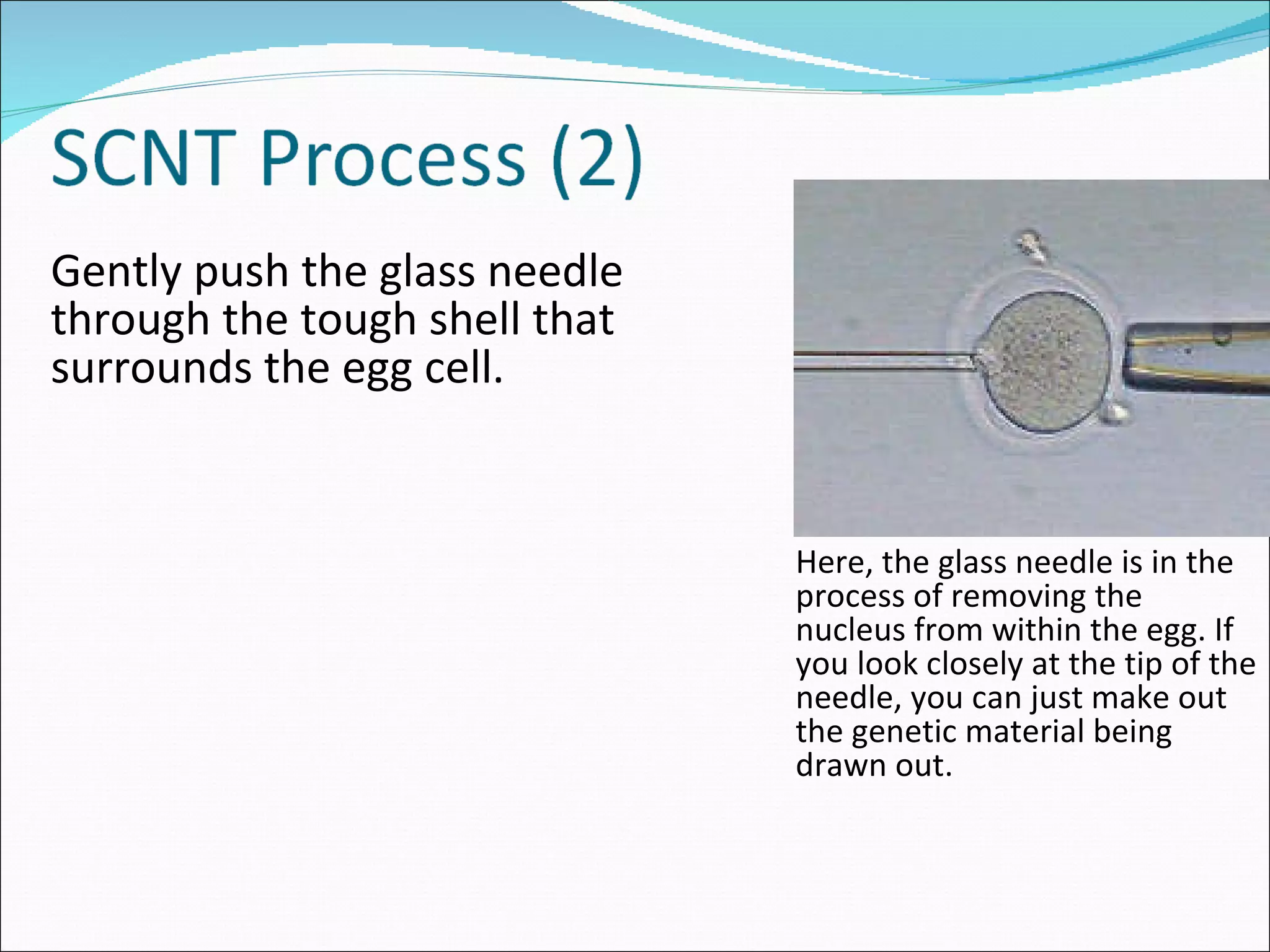 Gently push the glass needle through the tough shell that surrounds the egg cell.  Here, the glass needle is in the process of removing the nucleus from within the egg. If you look closely at the tip of the needle, you can just make out the genetic material being drawn out. 