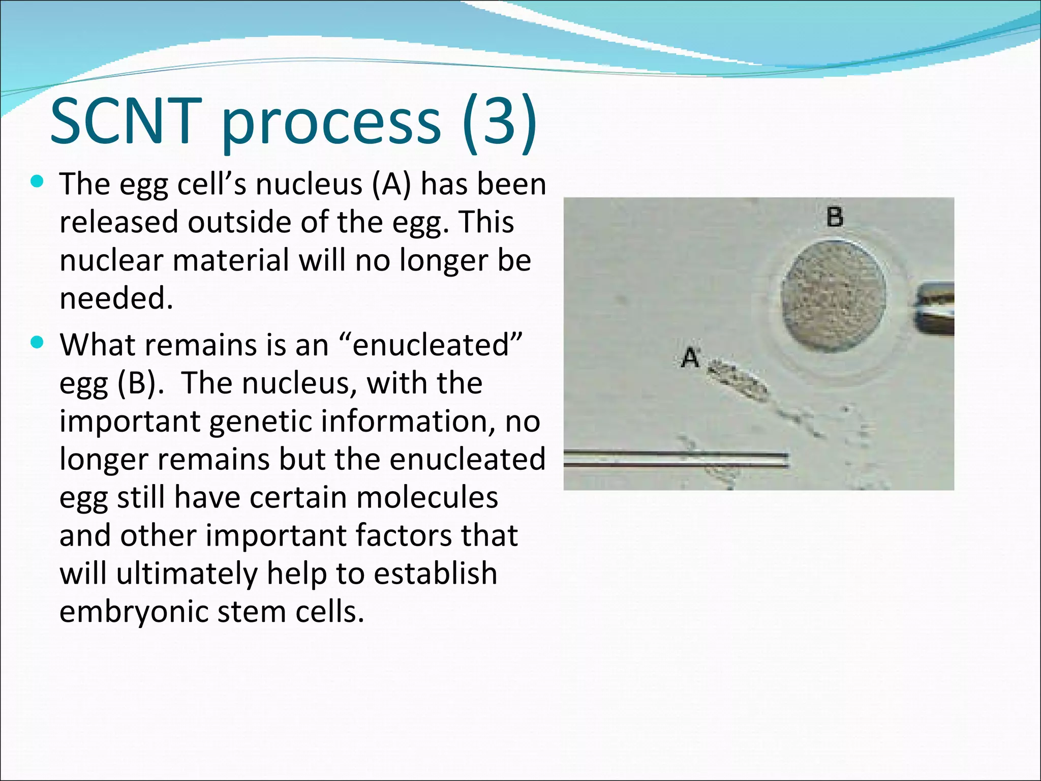 SCNT process (3) The egg cell’s nucleus (A) has been released outside of the egg. This nuclear material will no longer be needed.  What remains is an “enucleated” egg (B).  The nucleus, with the important genetic information, no longer remains but the enucleated egg still have certain molecules and other important factors that will ultimately help to establish embryonic stem cells. 