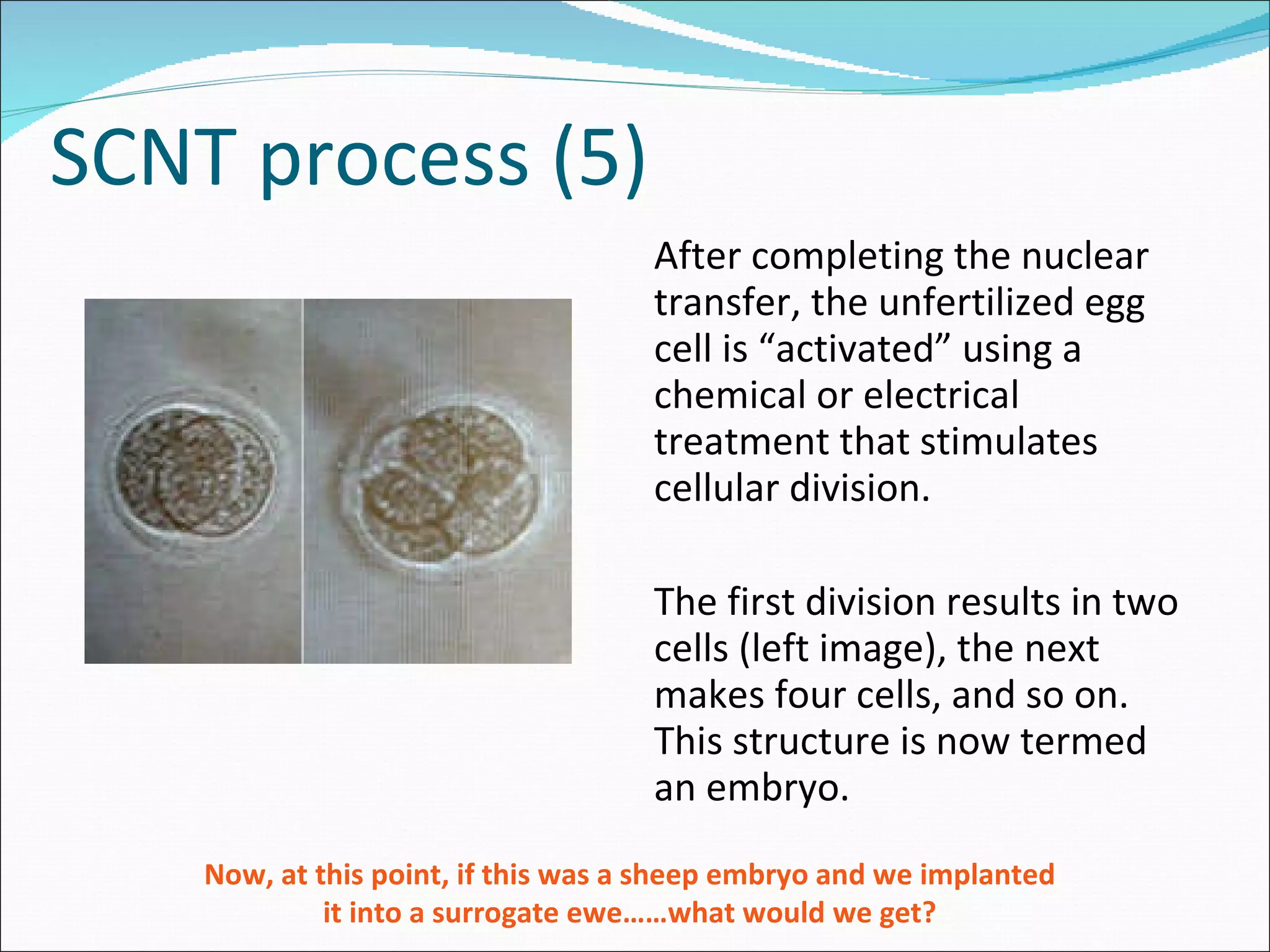 SCNT process (5) After completing the nuclear transfer, the unfertilized egg cell is “activated” using a chemical or electrical treatment that stimulates cellular division. The first division results in two cells (left image), the next makes four cells, and so on. This structure is now termed an embryo. Now, at this point, if this was a sheep embryo and we implanted it into a surrogate ewe……what would we get? 