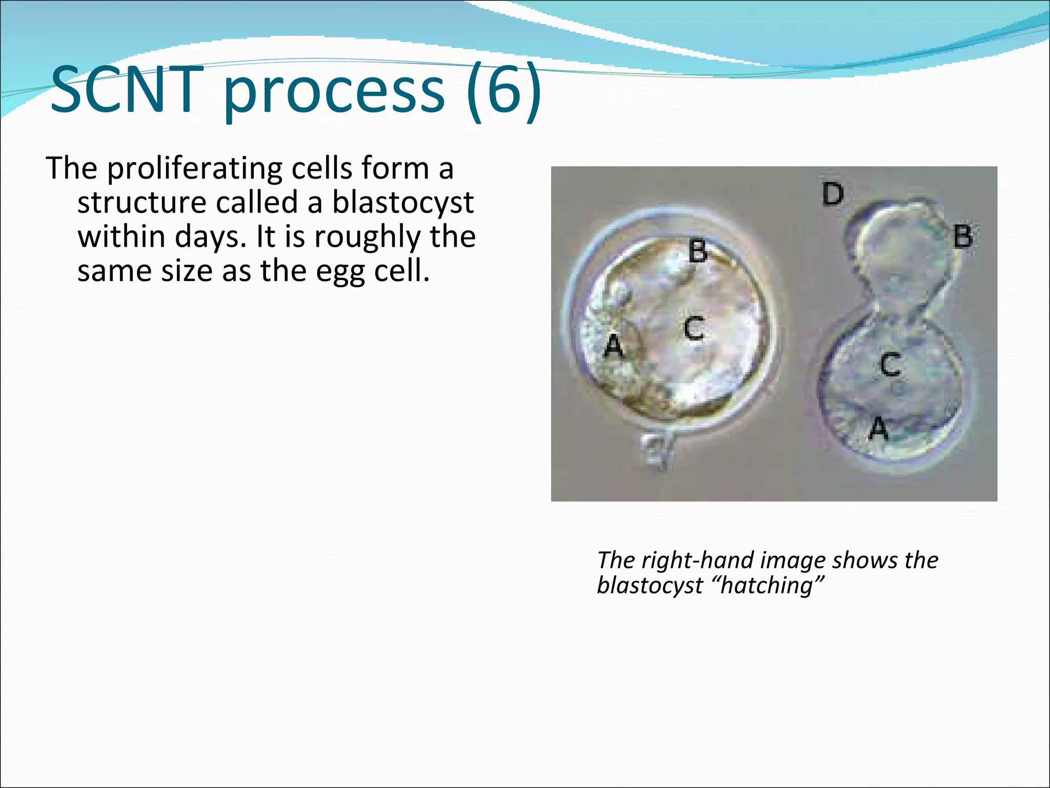 SCNT process (6) The proliferating cells form a structure called a blastocyst within days. It is roughly the same size as the egg cell.  The right-hand image shows the blastocyst “hatching” 