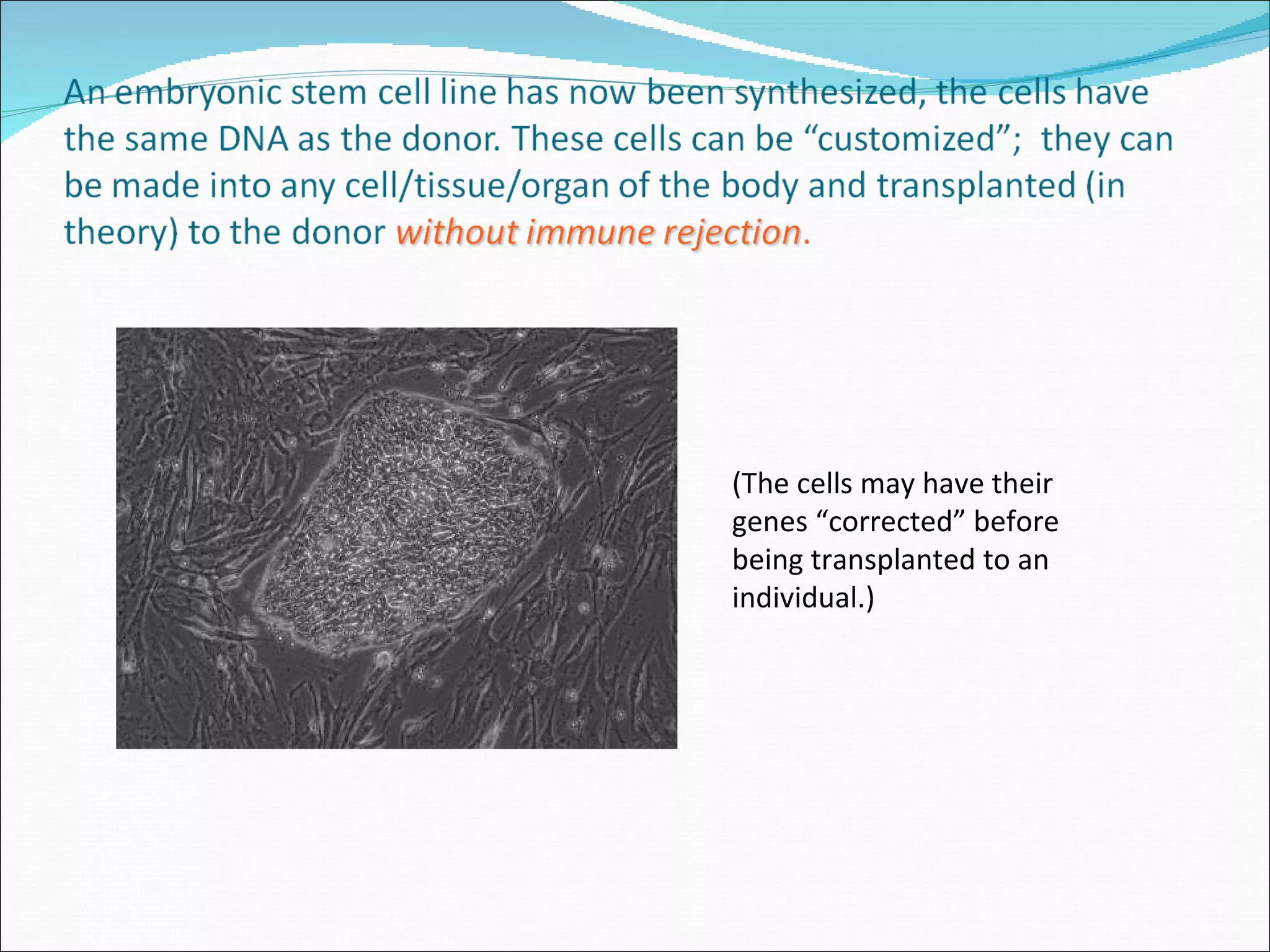 (The cells may have their genes “corrected” before being transplanted to an individual.) 