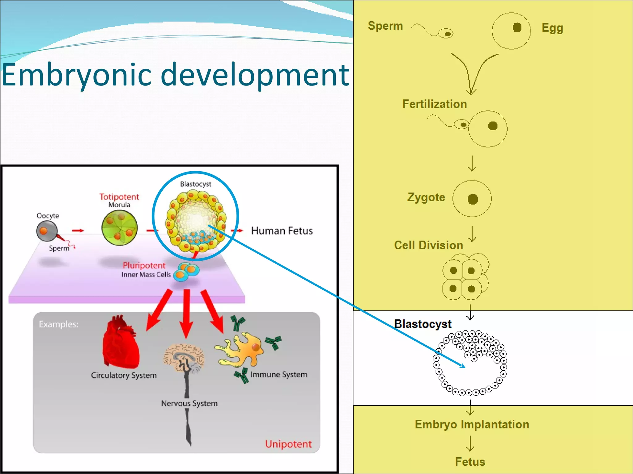 Embryonic development 