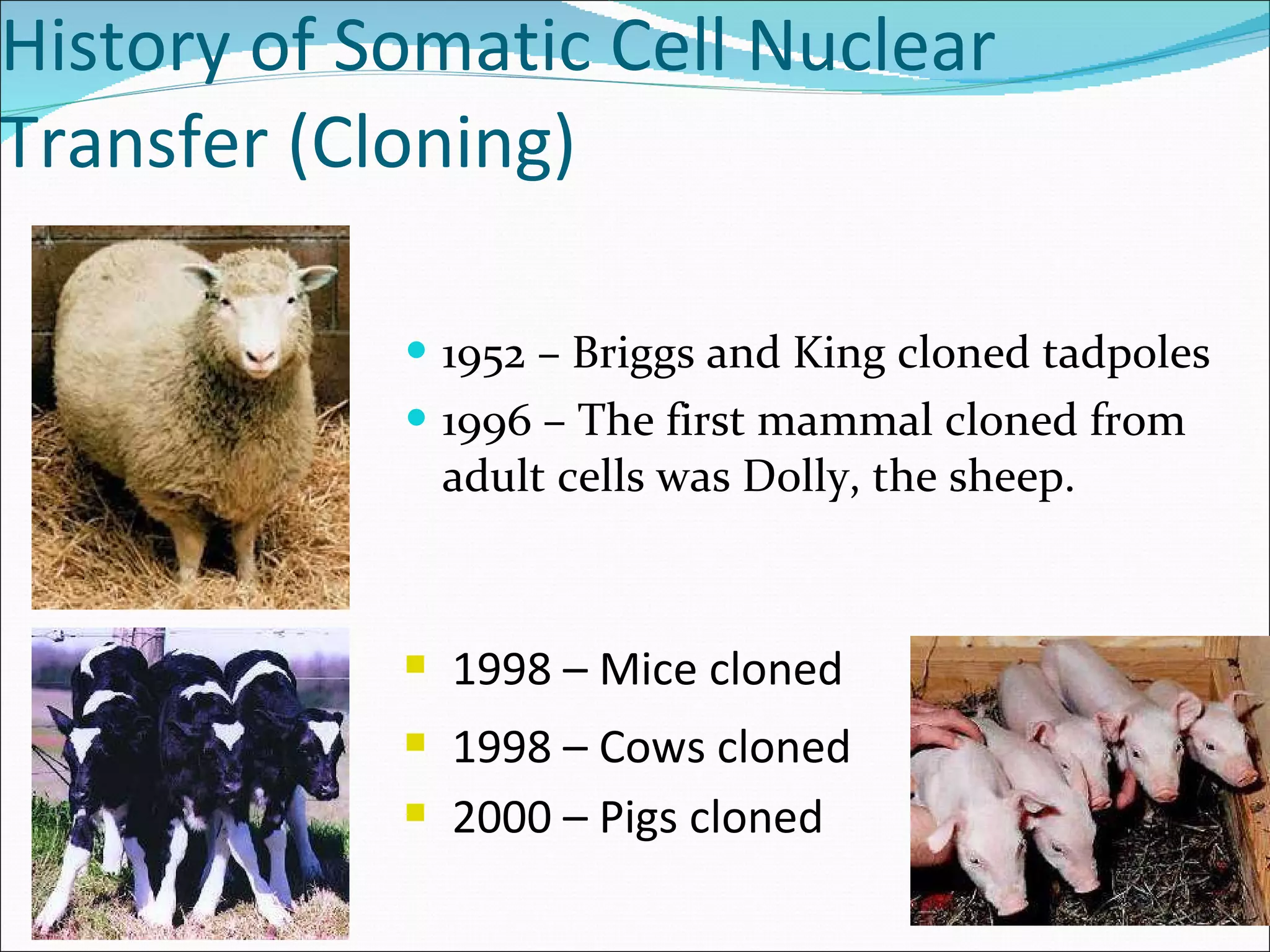 History of Somatic Cell Nuclear Transfer (Cloning) 1952 – Briggs and King cloned tadpoles 1996 – The first mammal cloned from adult cells was Dolly, the sheep. 1998 – Mice cloned 1998 – Cows cloned 2000 – Pigs cloned 