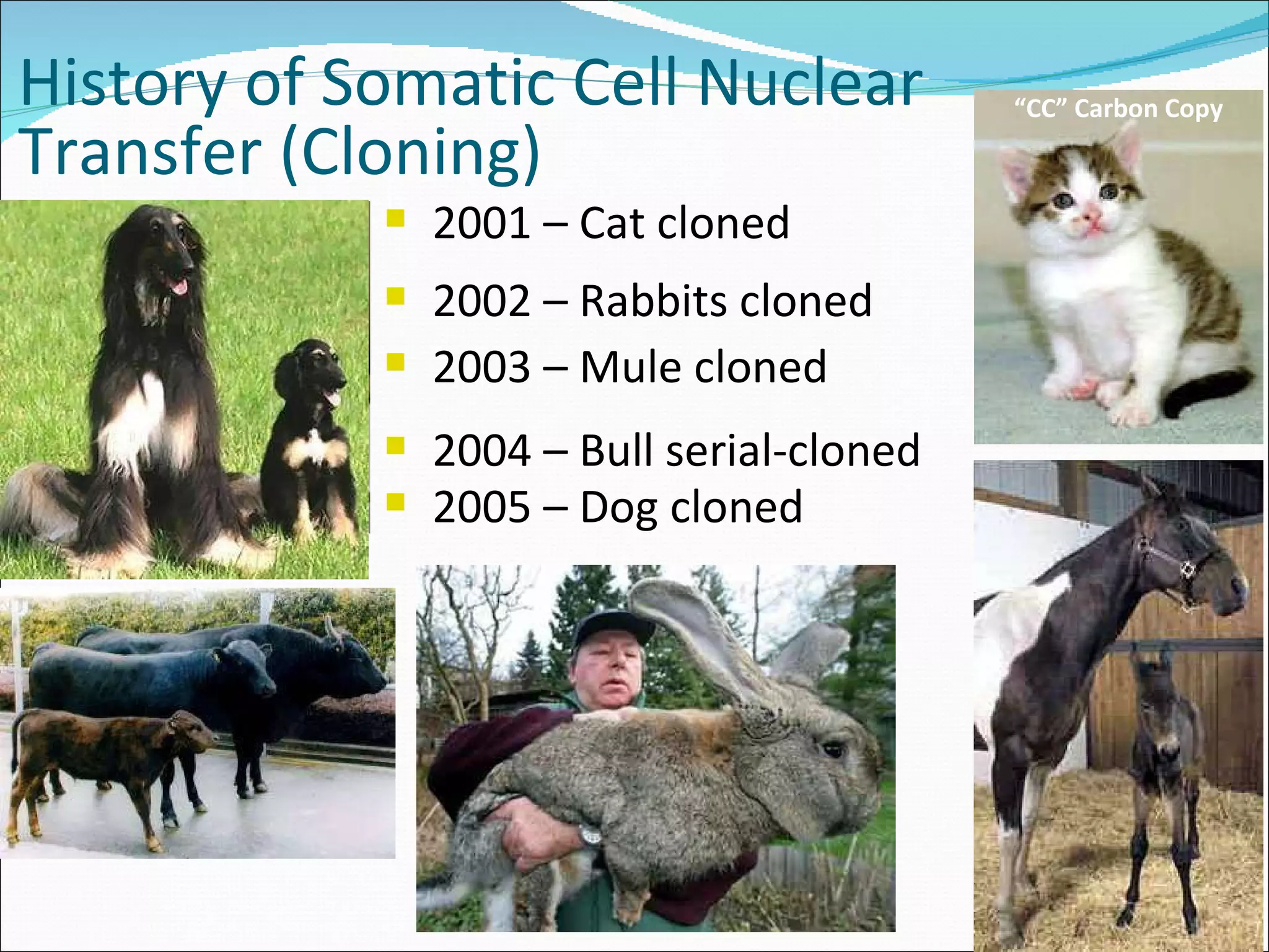 2001 – Cat cloned 2002 – Rabbits cloned 2003 – Mule cloned 2004 – Bull serial-cloned 2005 – Dog cloned History of Somatic Cell Nuclear Transfer (Cloning) “ CC” Carbon Copy 