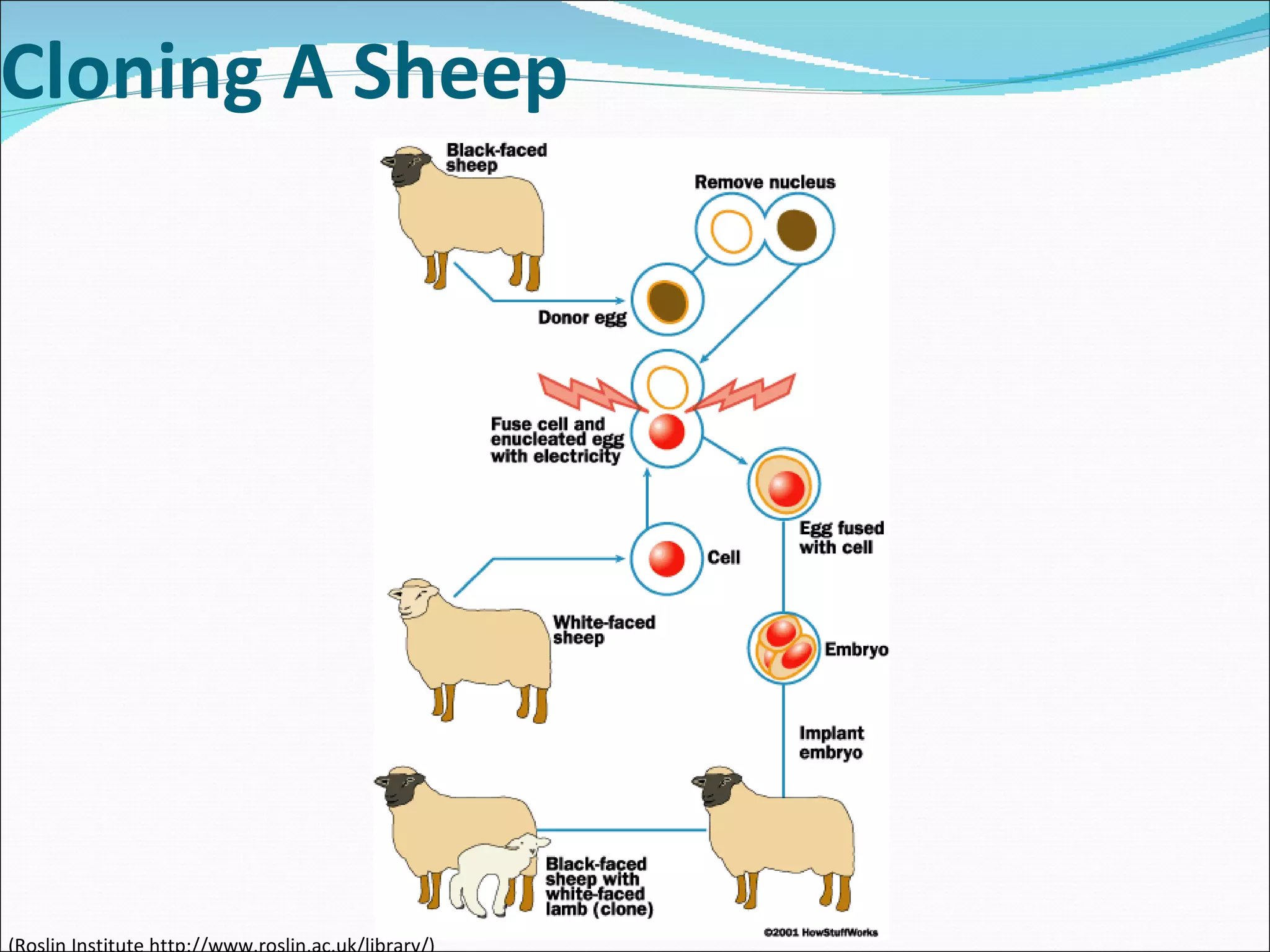 Cloning A Sheep (Roslin Institute http://www.roslin.ac.uk/library/) 