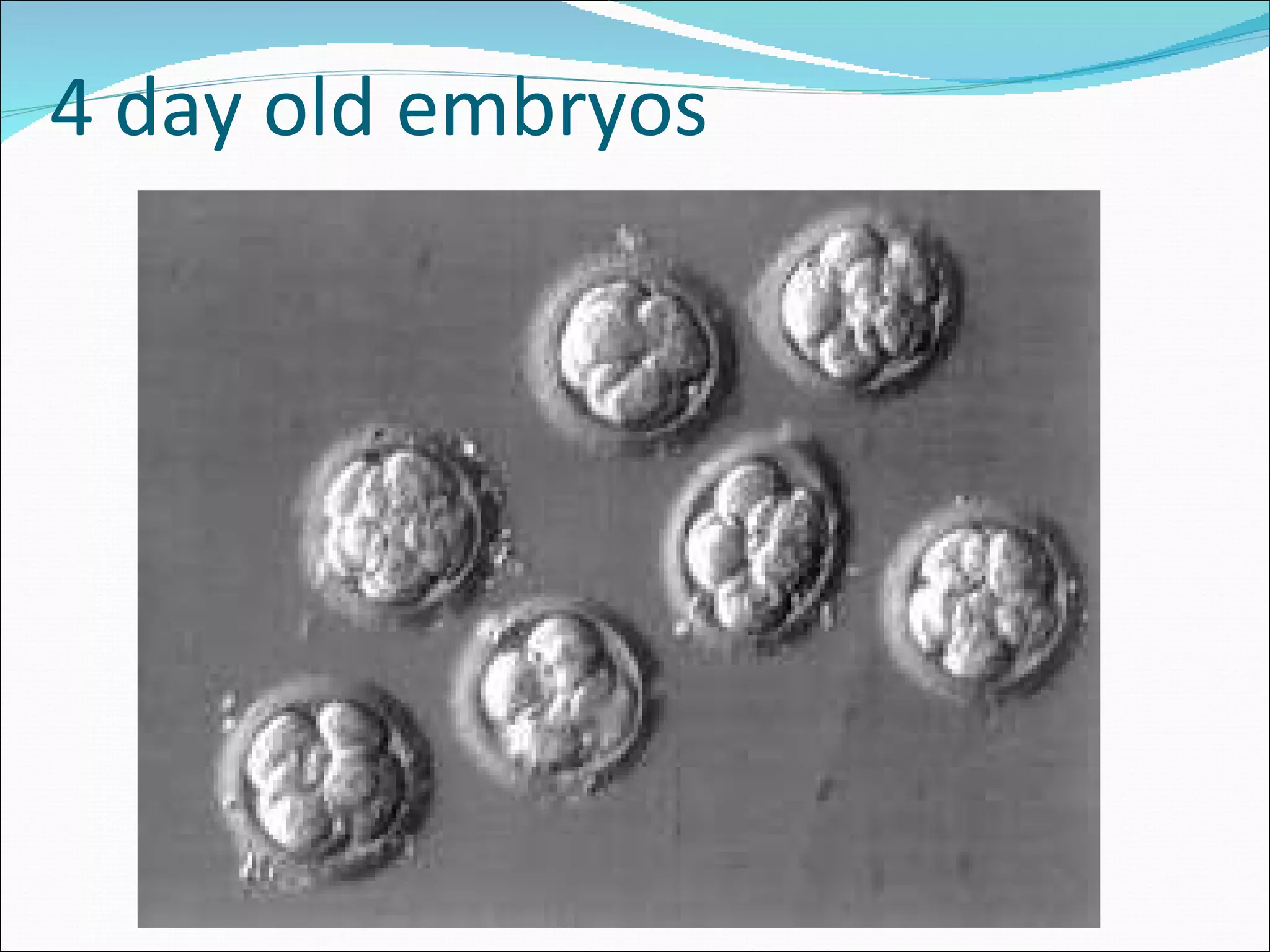 4 day old embryos 
