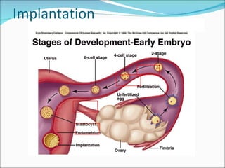 Implantation 