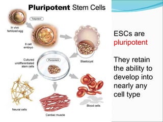 ESCs are  pluripotent They retain the ability to  develop into nearly any  cell type 