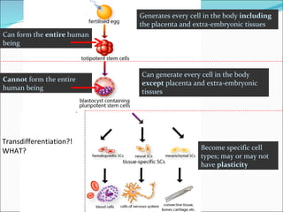 Generates every cell in the body  including  the placenta and extra-embryonic tissues Can form the  entire   human being Cannot  form the entire human being Can generate every cell in the body  except  placenta and extra-embryonic tissues Become specific cell types; may or may not have  plasticity Transdifferentiation?!  WHAT? 
