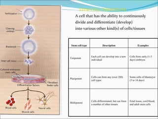 STEM CELL (DEFINITION) A cell that has the ability to continuously  divide and differentiate (develop)  into various other kind(s) of cells/tissues  Stem cell type Description Examples Totipotent Each cell can develop into a new individual Cells from early (1-3 days) embryos Pluripotent Cells can form any (over 200) cell types Some cells of blastocyst (5 to 14 days) Multipotent Cells differentiated, but can form a number of other tissues Fetal tissue, cord blood, and adult stem cells 