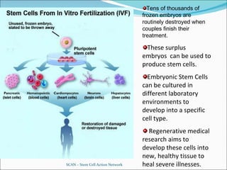 SCAN – Stem Cell Action Network Tens of thousands of frozen embryos are routinely destroyed when couples finish their treatment. These surplus embryos  can be used to produce stem cells. Embryonic Stem Cells can be cultured in different laboratory environments to develop into a specific cell type. Regenerative medical research aims to develop these cells into new, healthy tissue to heal severe illnesses. 