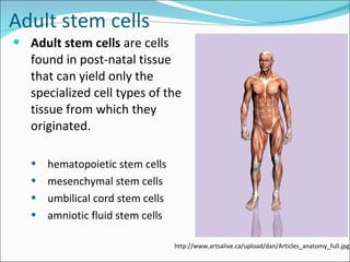 Adult stem cells Adult stem cells  are cells found in post-natal tissue that can yield only the specialized cell types of the tissue from which they originated. hematopoietic stem cells  mesenchymal stem cells  umbilical cord stem cells  amniotic fluid stem cells http://www.artsalive.ca/upload/dan/Articles_anatomy_full.jpg 