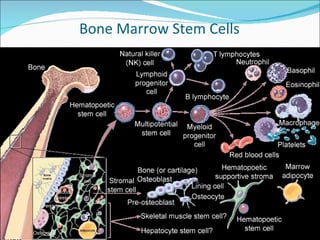 Bone Marrow Stem Cells 