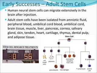 Early Successes – Adult Stem Cells Human neural stem cells can migrate extensively in the brain after injection.  Adult stem cells have been isolated from amniotic fluid, peripheral blood, umbilical cord blood, umbilical cord, brain tissue, muscle, liver, pancreas, cornea, salivary gland, skin, tendon, heart, cartilage, thymus, dental pulp, and adipose tissue. 