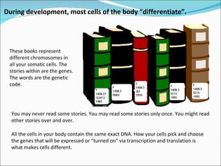 You may never read some stories. You may read some stories only once. You might read other stories over and over.  All the cells in your body contain the same exact DNA. How your cells pick and choose the genes that will be expressed or “turned on” via transcription and translation is what makes cells different. These books represent different chromosomes in all your somatic cells. The stories within are the genes. The words are the genetic code.  During development, most cells of the body “differentiate”. 