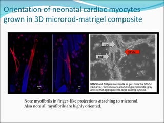 Note myofibrils in finger–like projections attaching to microrod. Also note all myofibrils are highly oriented.  