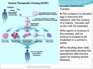 SCAN – Stem Cell Action Network Somatic Cell Nuclear Transfer The nucleus of a donated egg is removed and replaced  with the nucleus of a mature, "somatic cell" (a skin cell, for example).  No sperm is involved in this process, and no embryo is created to be implanted in a woman’s womb. The resulting stem cells can potentially develop into specialized cells that are useful for treating severe illnesses. 