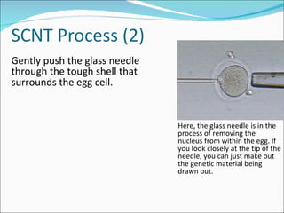 Gently push the glass needle through the tough shell that surrounds the egg cell.  Here, the glass needle is in the process of removing the nucleus from within the egg. If you look closely at the tip of the needle, you can just make out the genetic material being drawn out. 