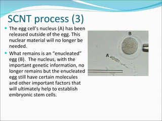 SCNT process (3) The egg cell’s nucleus (A) has been released outside of the egg. This nuclear material will no longer be needed.  What remains is an “enucleated” egg (B).  The nucleus, with the important genetic information, no longer remains but the enucleated egg still have certain molecules and other important factors that will ultimately help to establish embryonic stem cells. 