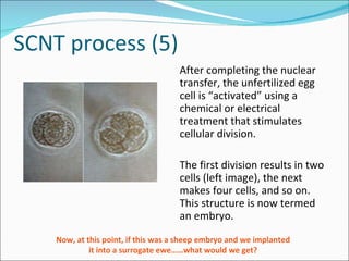 SCNT process (5) After completing the nuclear transfer, the unfertilized egg cell is “activated” using a chemical or electrical treatment that stimulates cellular division. The first division results in two cells (left image), the next makes four cells, and so on. This structure is now termed an embryo. Now, at this point, if this was a sheep embryo and we implanted it into a surrogate ewe……what would we get? 