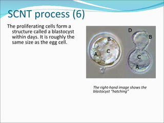 SCNT process (6) The proliferating cells form a structure called a blastocyst within days. It is roughly the same size as the egg cell.  The right-hand image shows the blastocyst “hatching” 