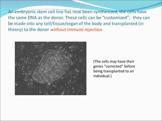 (The cells may have their genes “corrected” before being transplanted to an individual.) 