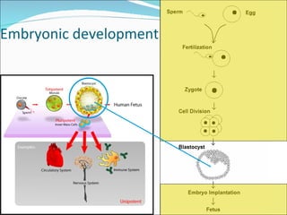 Embryonic development 