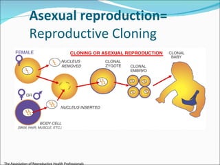 Asexual reproduction= Reproductive Cloning The Association of Reproductive Health Professionals 