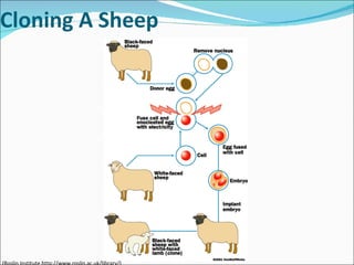 Cloning A Sheep (Roslin Institute http://www.roslin.ac.uk/library/) 